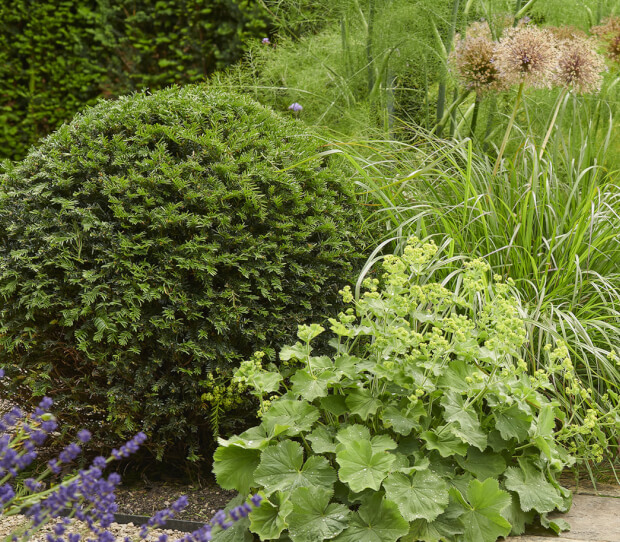 East Sheen Large Garden 5 - thumbnail