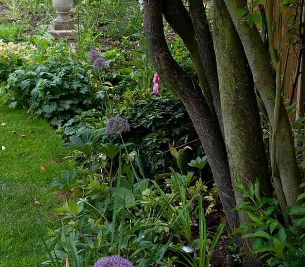 West Putney, Large Garden - thumbnail