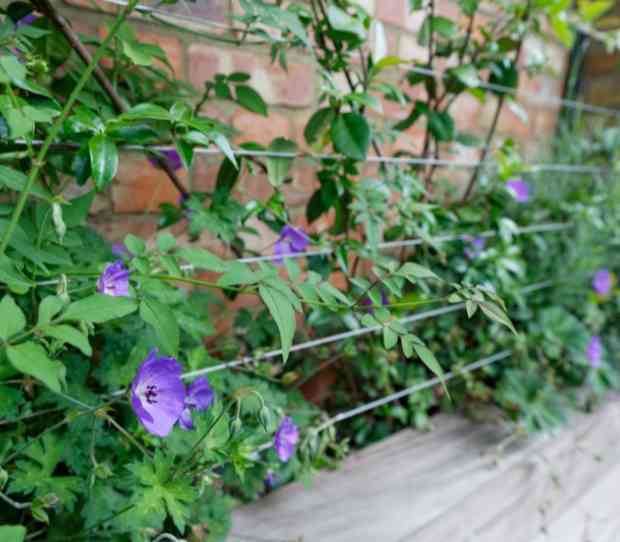 Pimlico Roof Garden - thumbnail