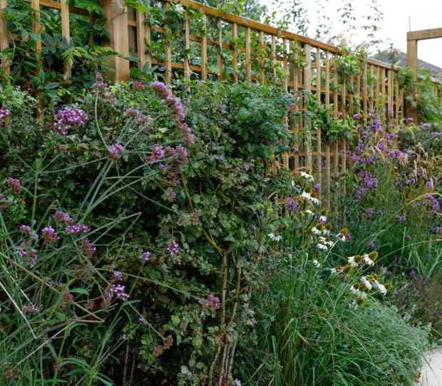 Wimbledon Urban Garden - thumbnail