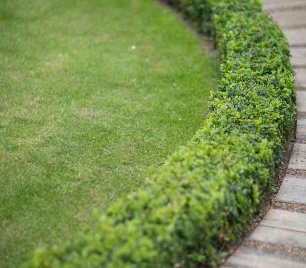 Chiswick Family Garden - thumbnail