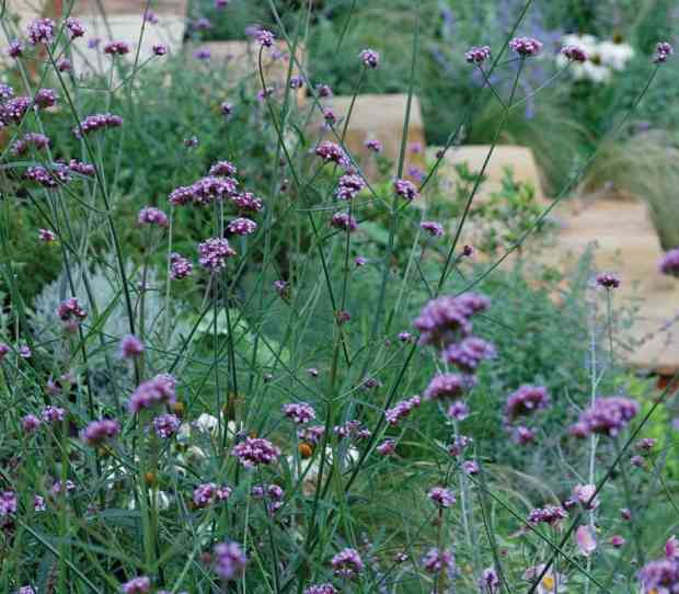 Coombe Large Back Garden with Climbing Frame - thumbnail