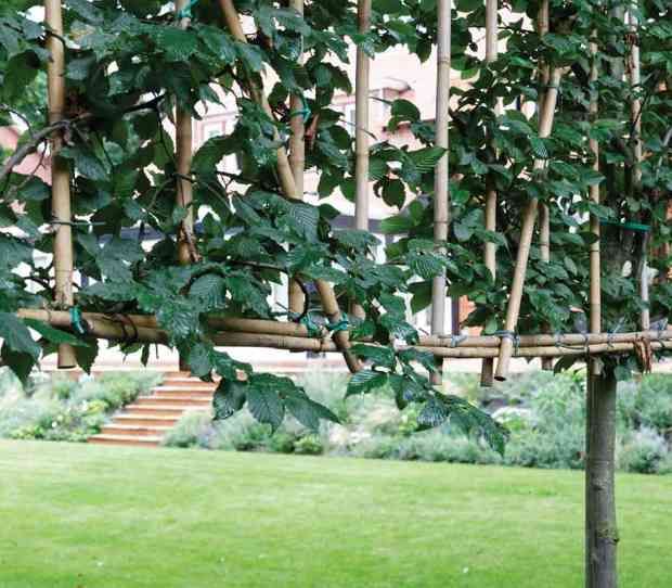 Coombe Large Back Garden with Climbing Frame - thumbnail