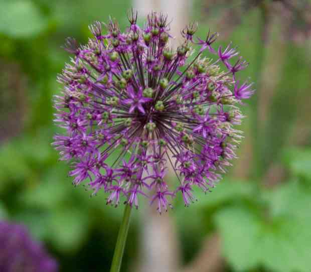 West Putney, Large Back Garden - thumbnail