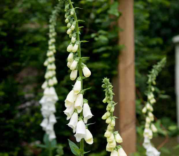 West Putney, Large Back Garden - thumbnail