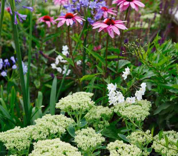 Putney Flowering Front Garden - thumbnail