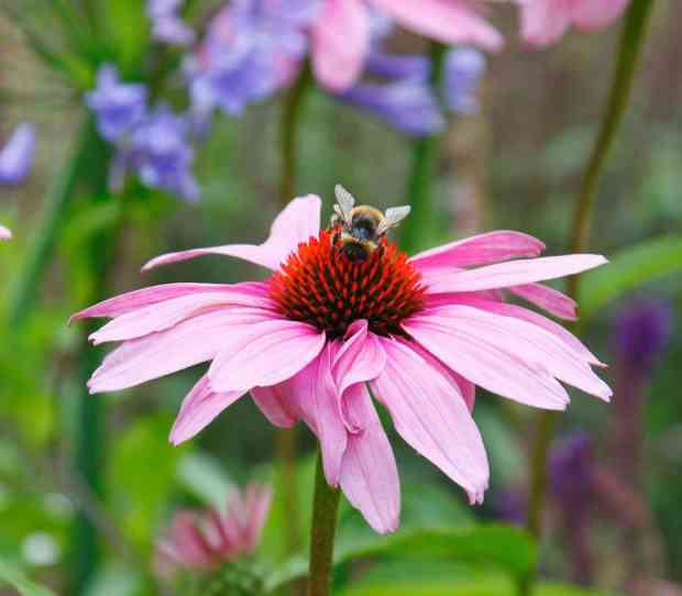 Putney Flowering Front Garden - thumbnail