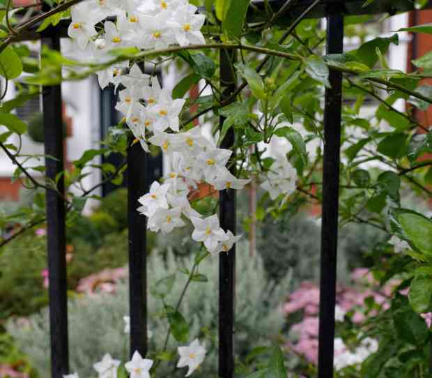 Putney Flowering Front Garden - thumbnail
