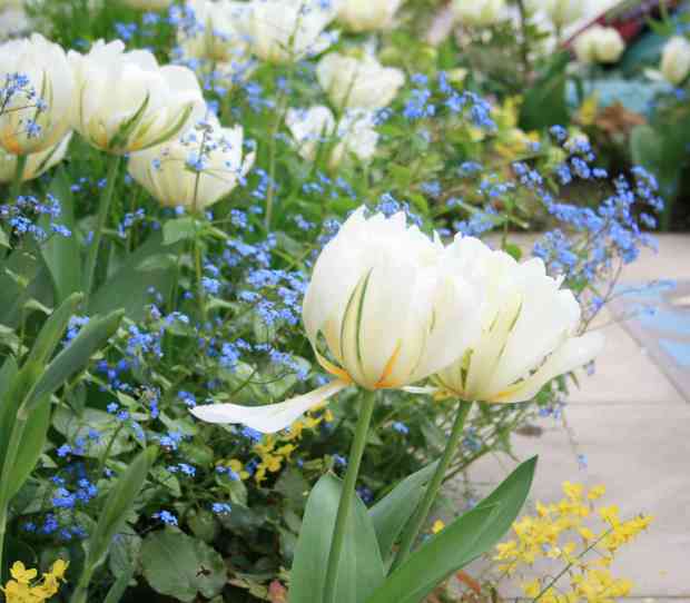West London Front Garden - thumbnail