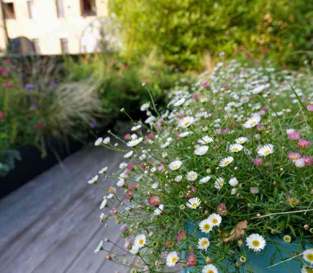 Pimlico Roof Garden - thumbnail