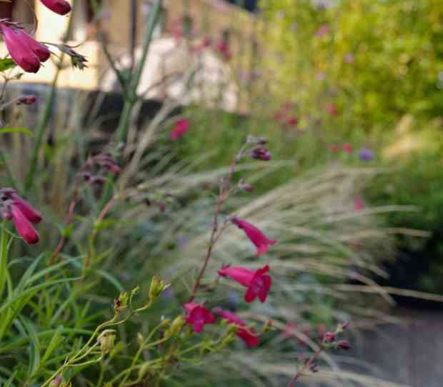 Pimlico Roof Garden - thumbnail