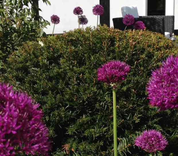 Cookham Dean Garden - thumbnail