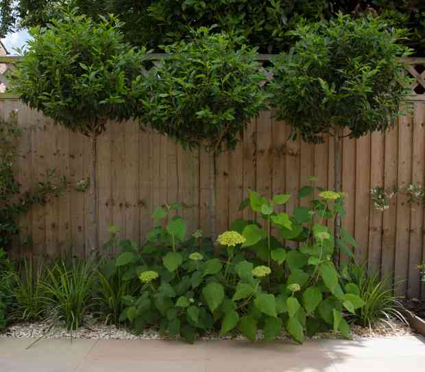 Southfields Small Garden - thumbnail