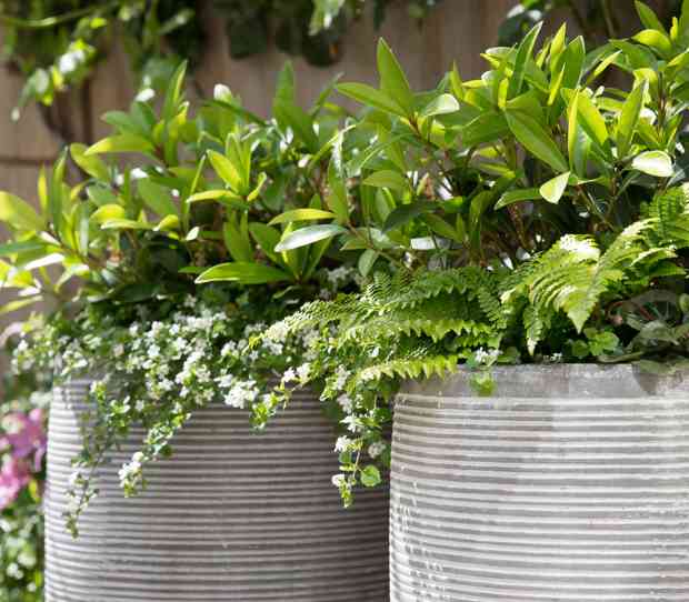 Southfields Small Garden - thumbnail