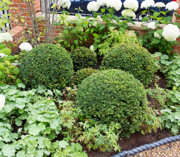 Large Wimbledon Front Garden - thumbnail