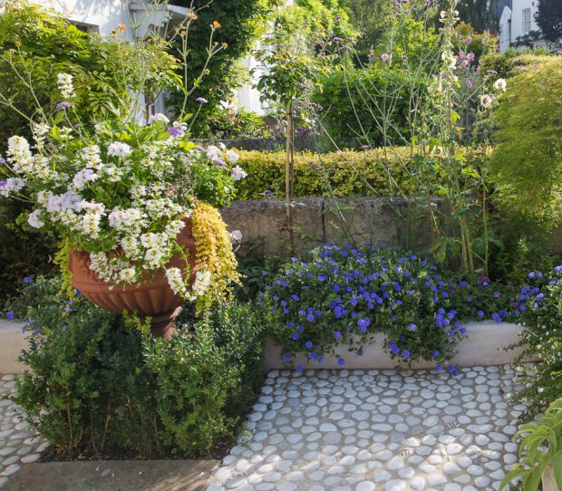 Front Garden Richmond - thumbnail