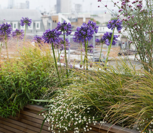 Mayfair Large Exclusive Roof Garden - thumbnail