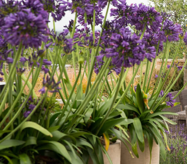 Mayfair Large Exclusive Roof Garden - thumbnail