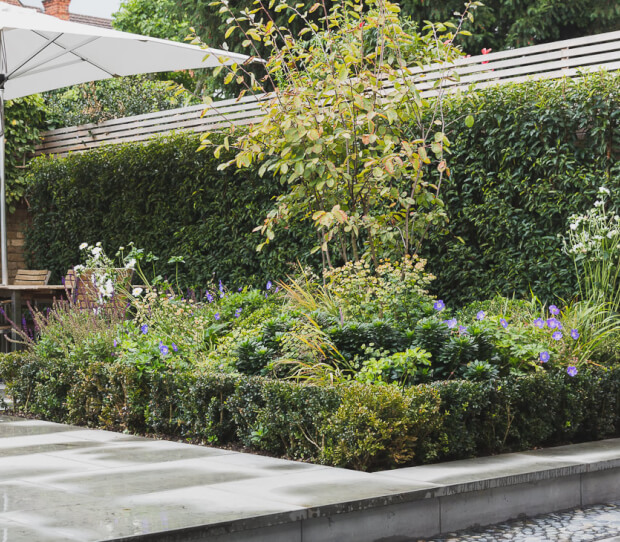 Tooting Urban Garden - thumbnail