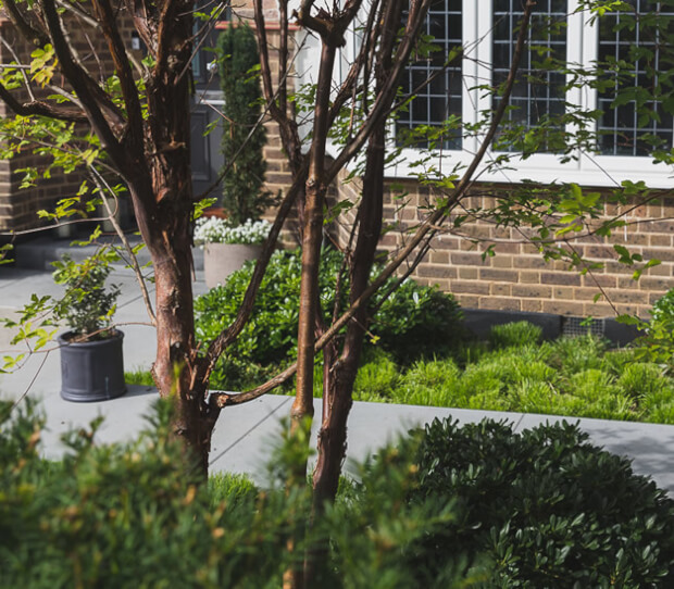 East Sheen Front Garden - thumbnail