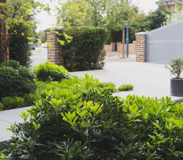 East Sheen Front Garden - thumbnail