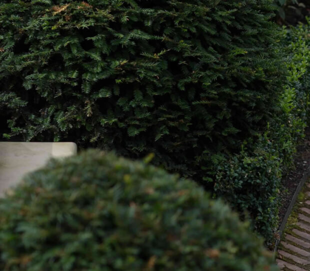 Hampstead, Large Back Garden - thumbnail