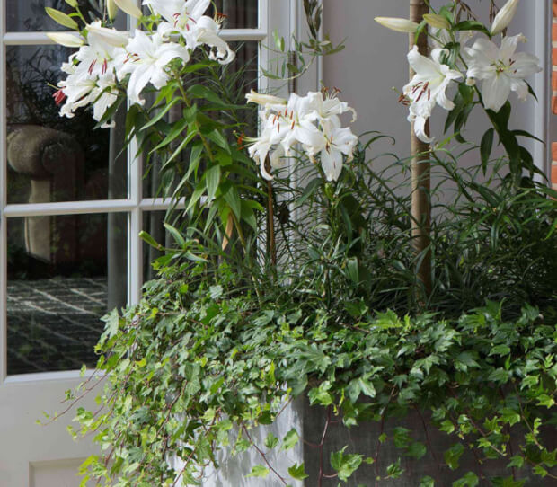 Hampstead, Large Back Garden - thumbnail