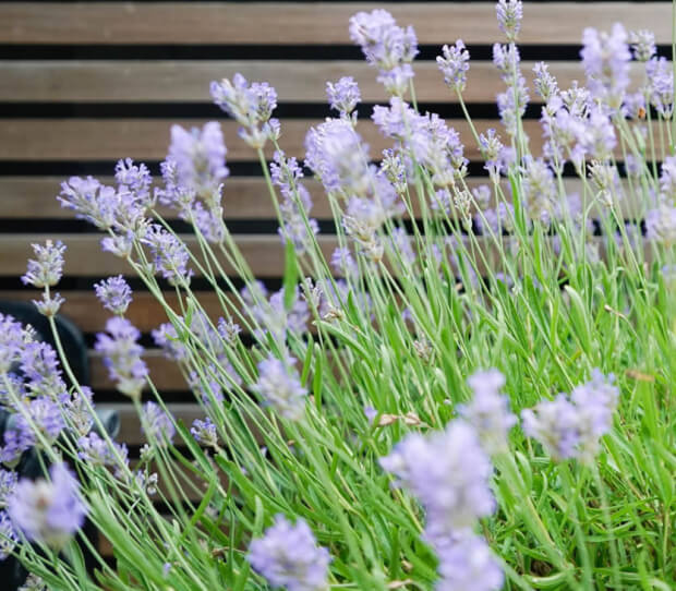 Richmond Courtyard Garden 5 - thumbnail