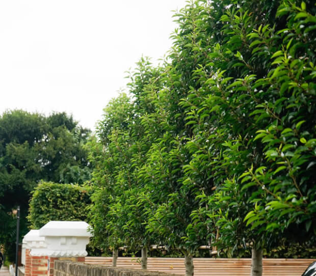 Wandsworth LFG 9 - thumbnail