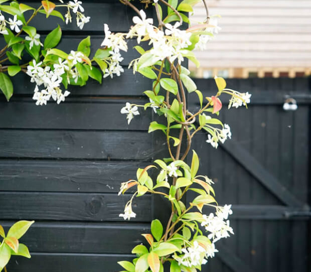 Sheen Tropical 6 - thumbnail