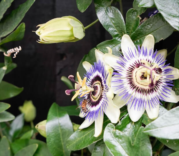 Sheen Tropical 8 - thumbnail