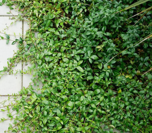 Sheen Tropical 9 - thumbnail