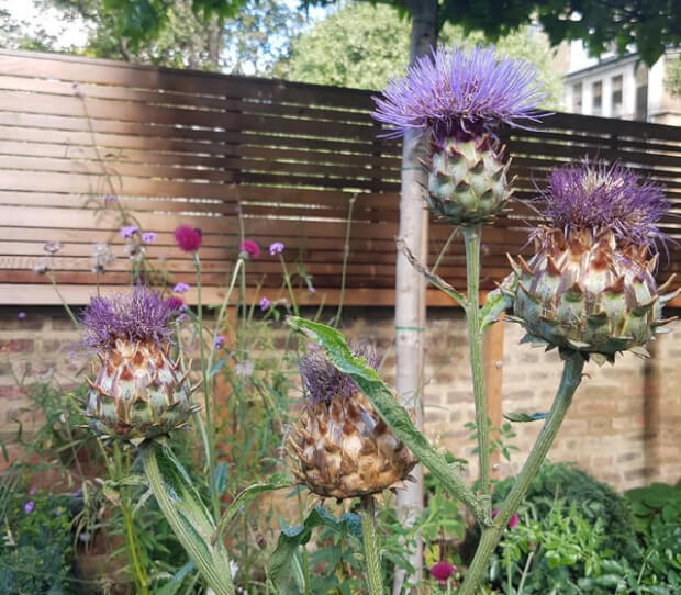 Hammersmith Grove 3 - thumbnail