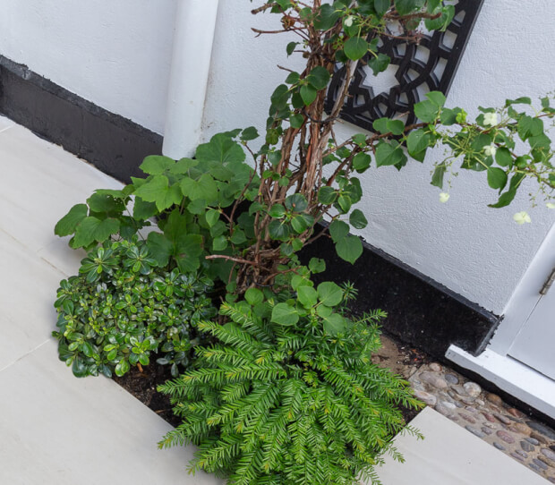 South Kensington Courtyard Garden 9 - thumbnail