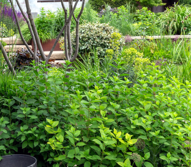 Clapham Luxury Garden 4 - thumbnail