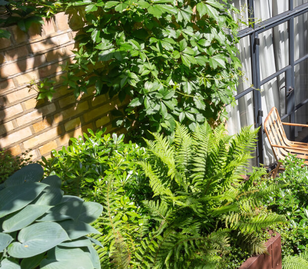 Battersea Shaded Garden 5 - thumbnail