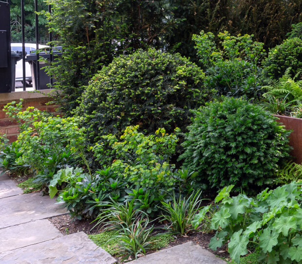 Battersea Front Garden 4 - thumbnail