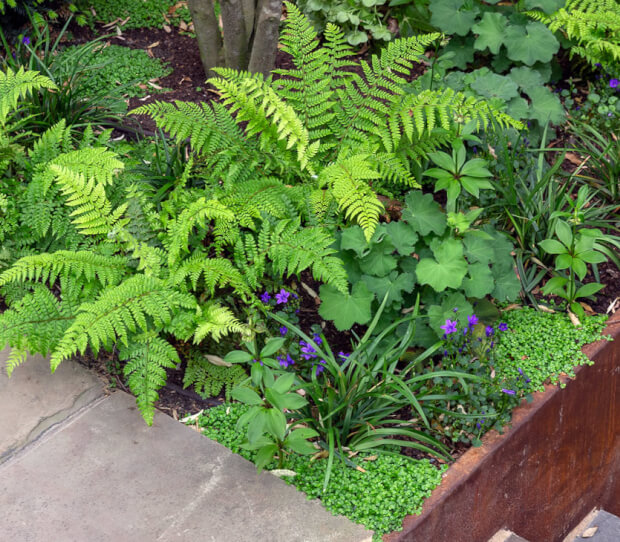 Battersea Front Garden 6 - thumbnail