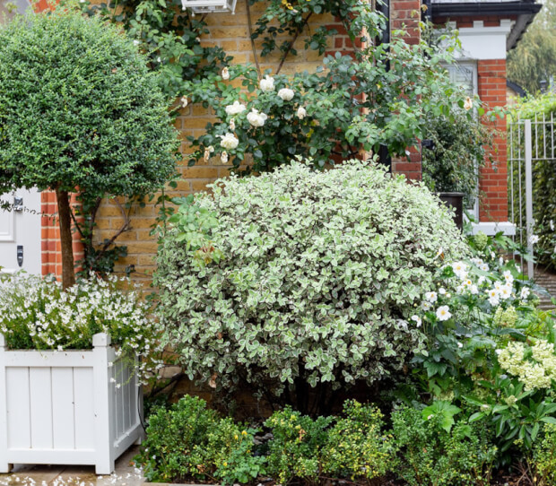 Wandsworth Front Garden & Drive 2 - thumbnail