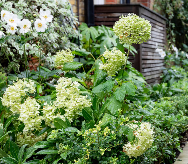 Wandsworth Front Garden & Drive 3 - thumbnail