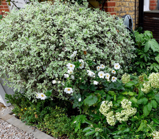 Wandsworth Front Garden & Drive 4 - thumbnail