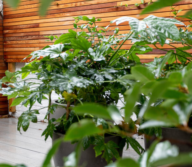 Fulham Walled Garden 5 - thumbnail