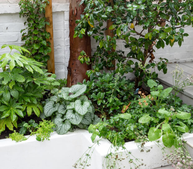 Fulham Walled Garden 6 - thumbnail