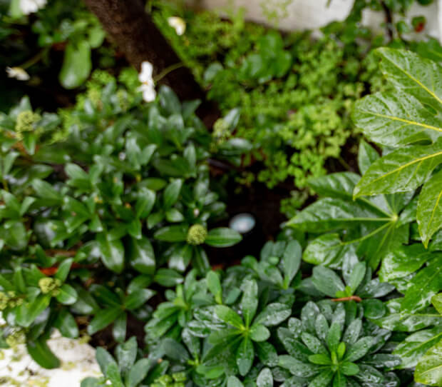 Fulham Walled Garden 7 - thumbnail