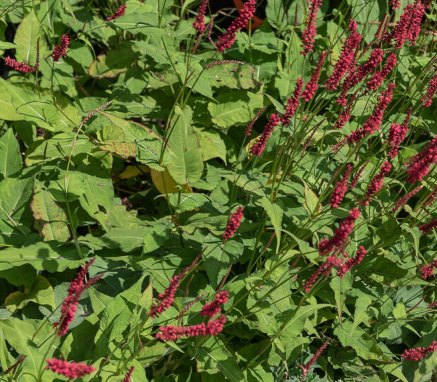 Putney Traditional Garden with Garden Room 4 - thumbnail