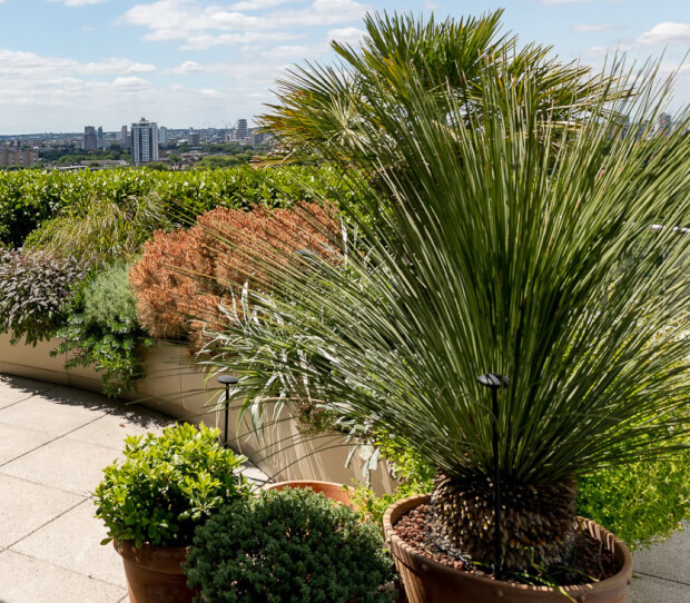 Penthouse Roof Garden, Battersea 9 - thumbnail