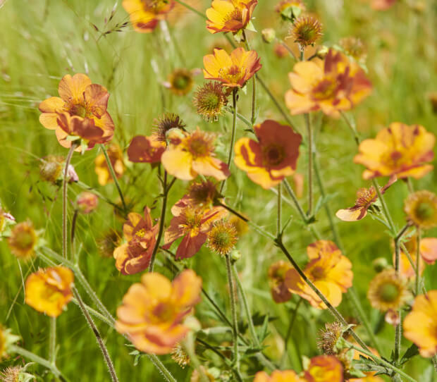 Wimbledon Small Garden With Garden Room 5 - thumbnail