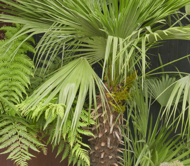 Clapham Courtyard Garden Oasis 4 - thumbnail