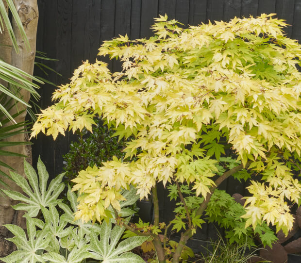 Clapham Courtyard Garden Oasis 5 - thumbnail